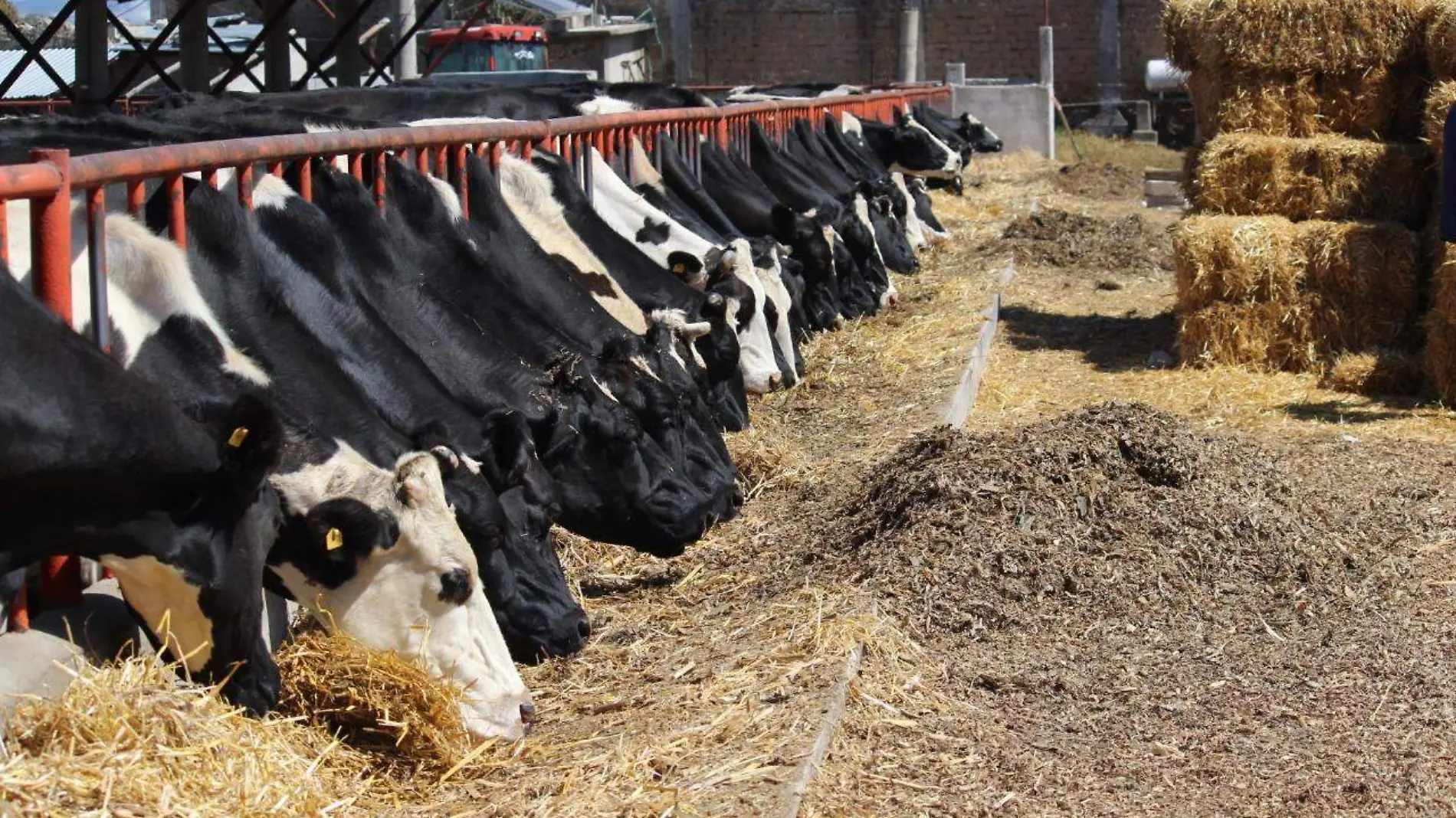 Temen lecheros pronta extinción de la actividad